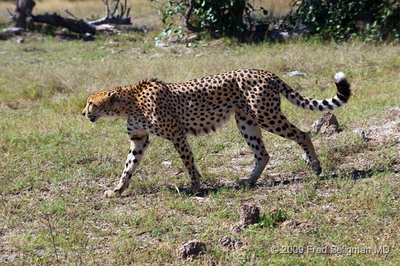 20090615_132916 D3 X1.jpg - This cheetah did not find anything while we were following